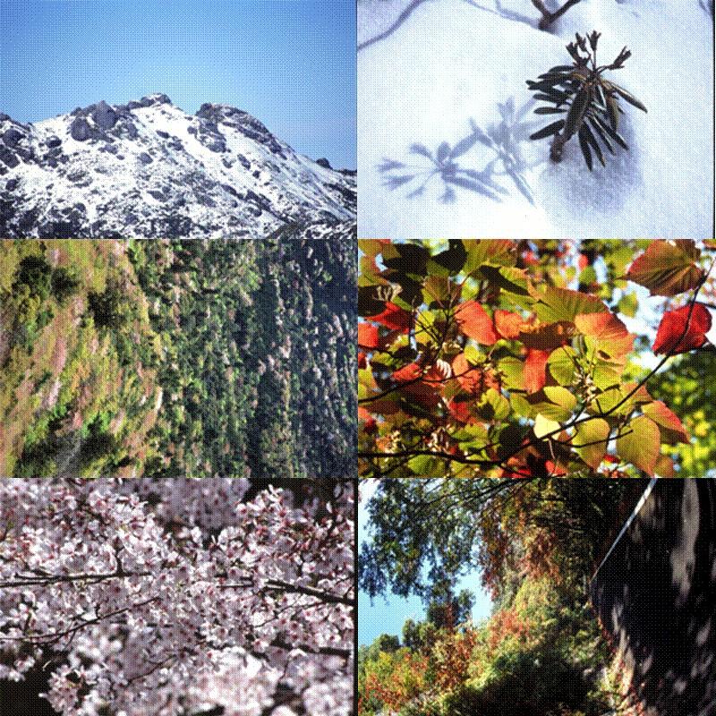 屋久島画像集４ 屋久島の春 秋 冬 I やくしま市場 通販 Yahoo ショッピング