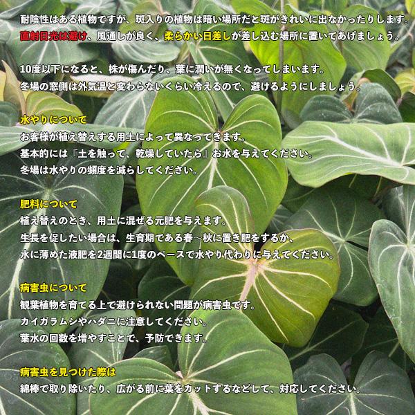 全長180cm 超ロング スキンダプサス オルモストシルバー 6号 吊り鉢 全長180cm 超ロング スキンダプサス オルモストシルバー 6号