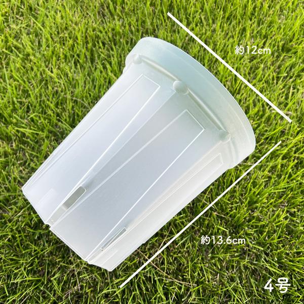 ☀️【Helleborus　thibetanus】☀️4号スリット鉢ロング植え スリット鉢 【プラ鉢 4号ロング】｜ 【植物のITANSE】全品送料