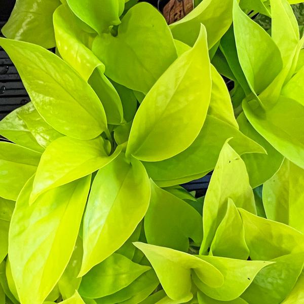 ポトス ゴールデン マーブル ライム 3号 黒ポット 加藤農園 Pothos