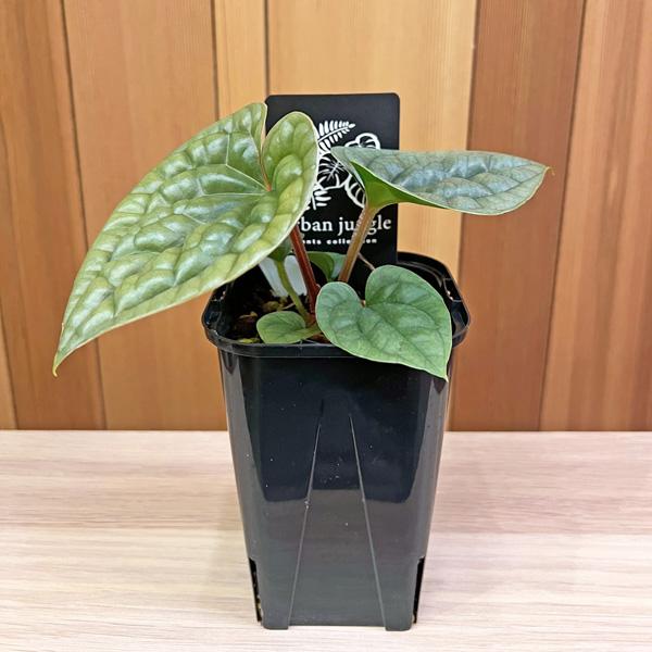 アンスリウム　ルクスリアンス　Anthurium Luxurians ce3b51c65e1e9d367478acc5aac5a0