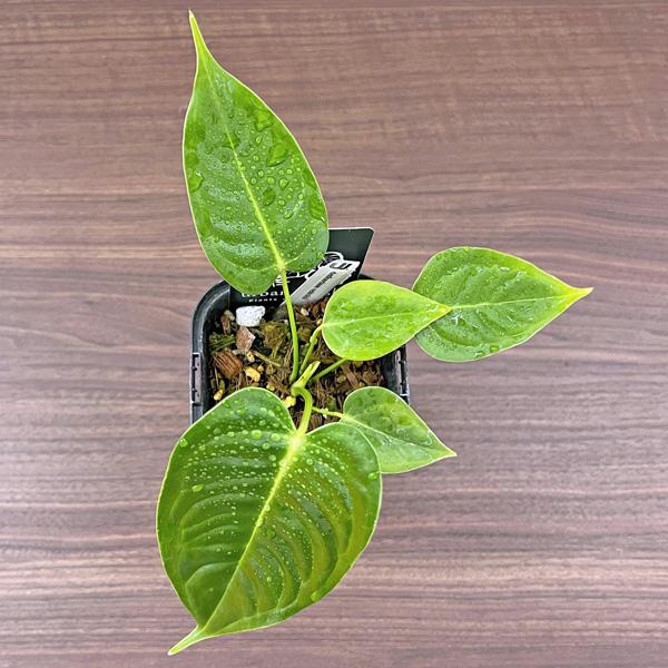 アンスリウム ベイチー 3.5号 アーバンジャングル Anthurium Veitchii