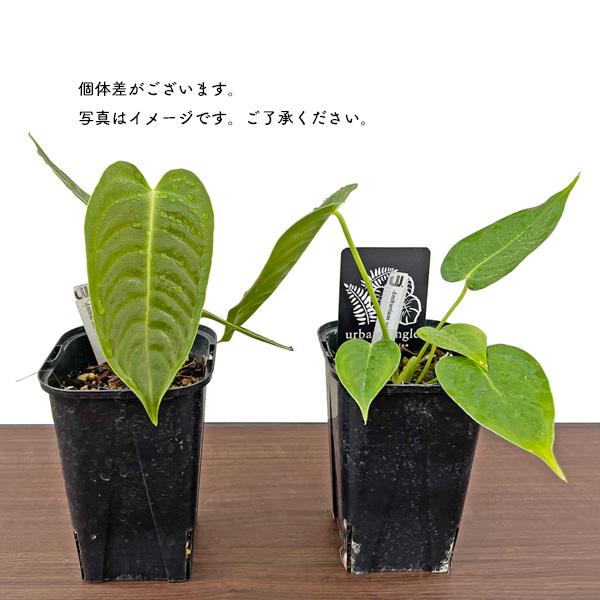 アンスリウム ベイチー 3.5号 アーバンジャングル Anthurium Veitchii