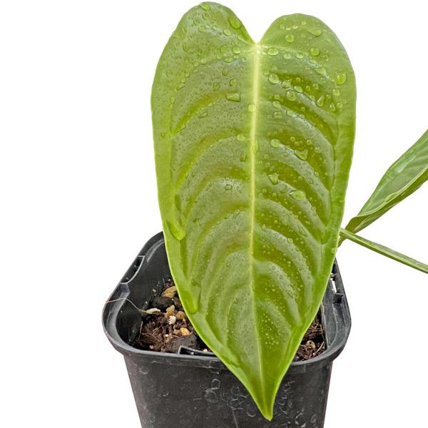 アンスリウム　ベイチー　3株 250616 26 アンスリウム ベイチー 3株 250616 26