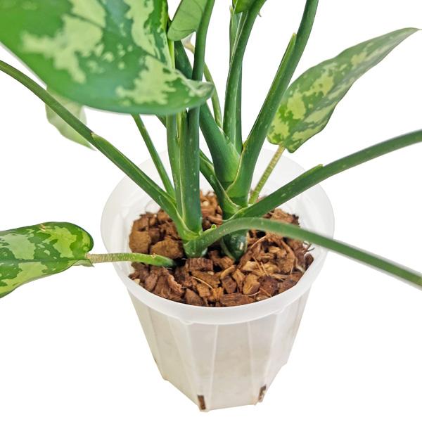 アグラオネマ マリア ネガミエル 4号 ねこチップ植え Aglaonema  