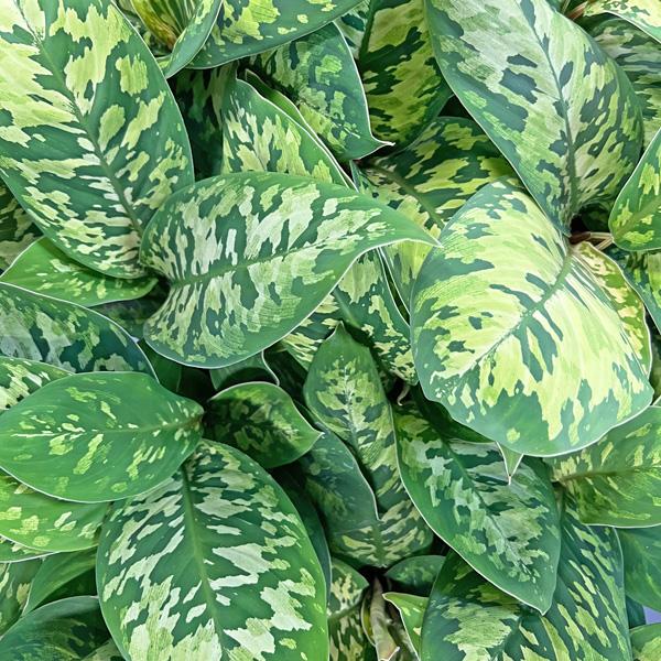 ホマロメナ ワリシー カモフラージュ 3号 迷彩柄 観葉植物 Homalomena