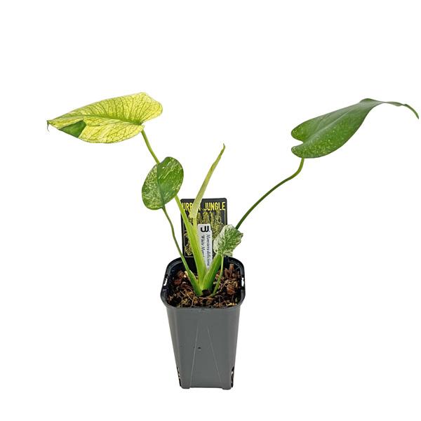 現品 モンステラ ホワイトモンスター 3.5号 WM004 天津蘭 アーバン