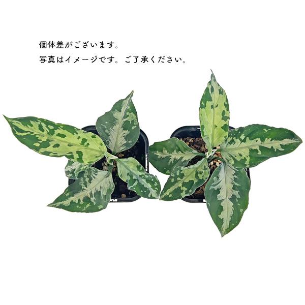 アグラオネマ ピクタム NIAS 3.5号 アーバンジャングル Aglaonema