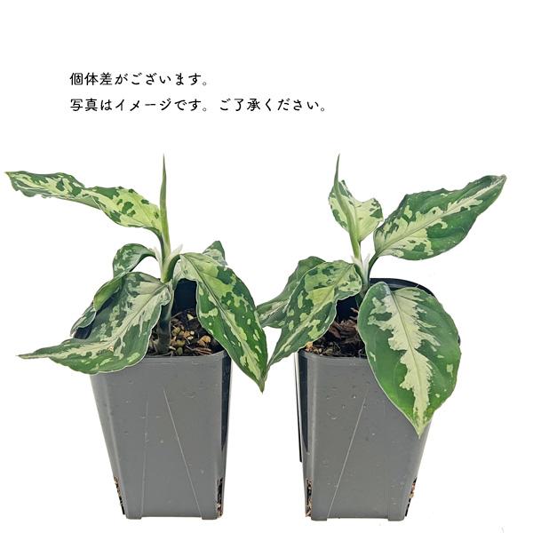 アグラオネマ ピクタム NIAS 3.5号 アーバンジャングル Aglaonema