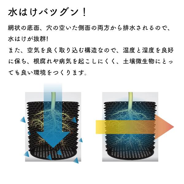 現品 フィロデンドロン セローム スーパーアトム 5号 セロウム 幹立ち