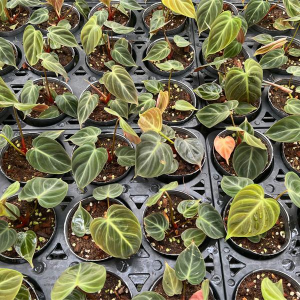 フィロデンドロン エルチョコレッド 3号 ブラウン Philodendron