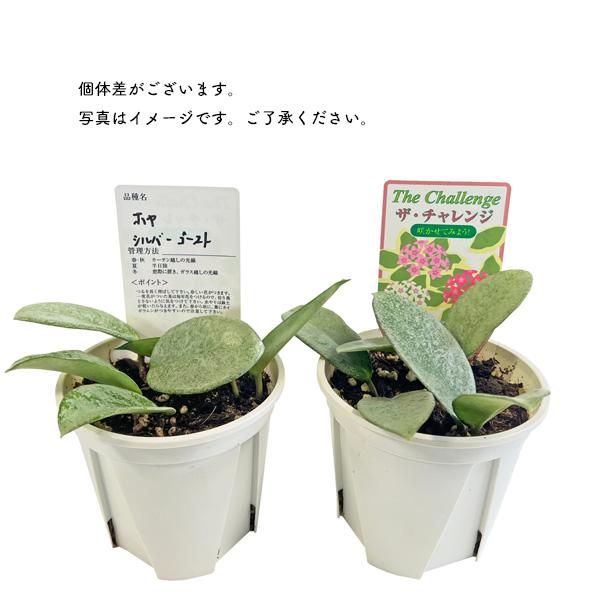 ホヤ プビカリクス シルバーゴースト 3.5号 鷲尾園芸 希少 レア ホヤ プビカリクス シルバーゴースト 3.5号 鷲尾園芸 希少 レア