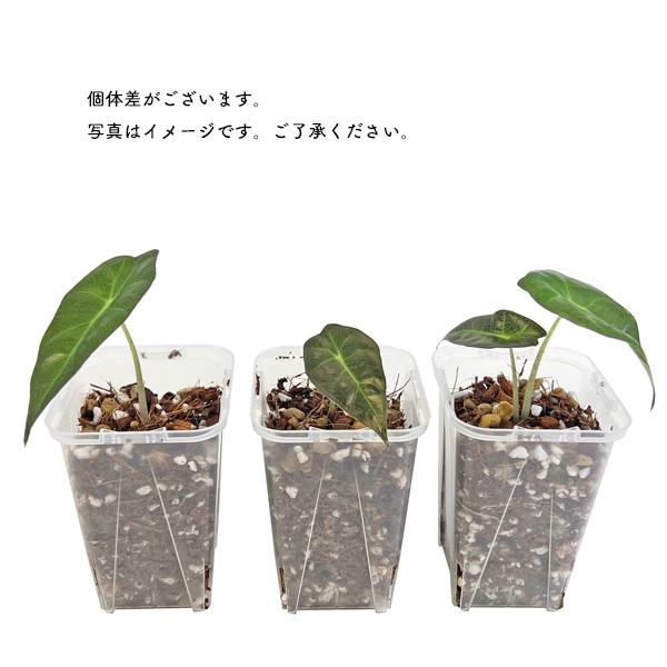 アロカシア アマゾニカ 2.5号 幼苗 ネガミエル Alocasia amazonica
