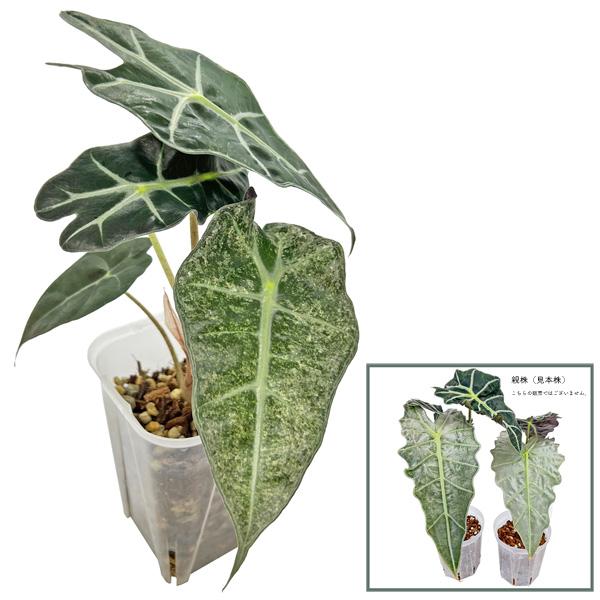 アロカシア アマゾニカ ポリー ミント斑入り 3号 幼苗