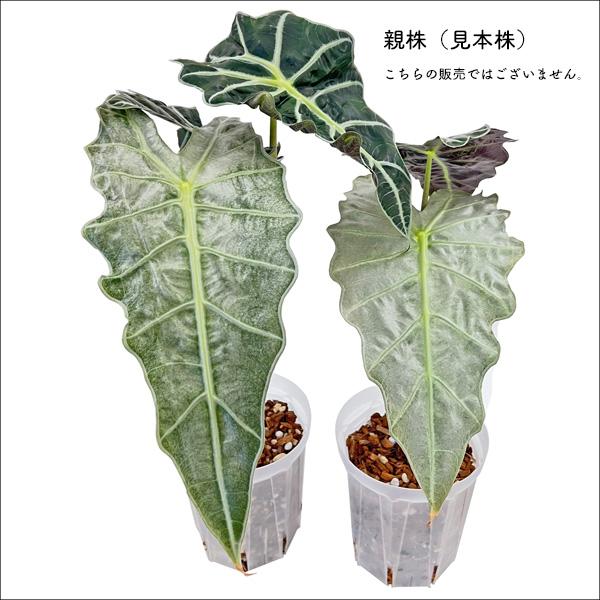 アロカシア アマゾニカ ポリー ミント斑入り 3号 幼苗 ネガミエル