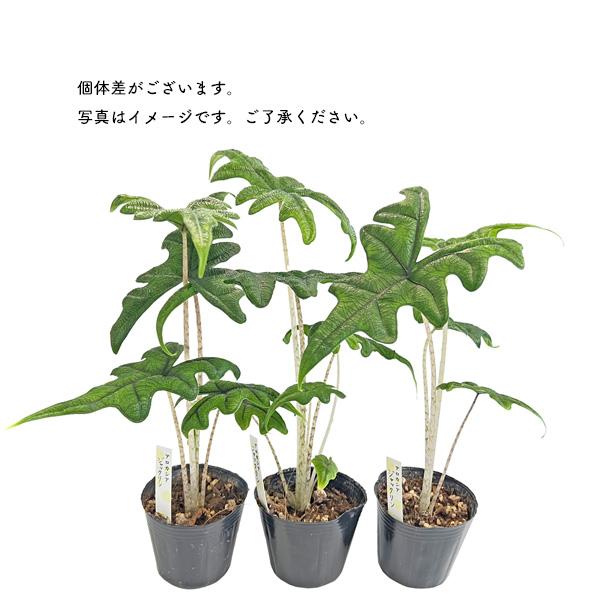 アロカシア ジャックリン 3号 黒ポット Alocasia jacklyn アローカシア