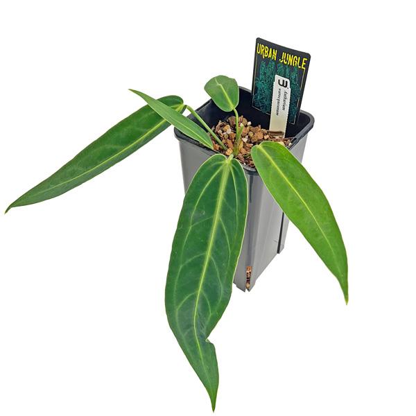 現品販売 アンスリウム ワロクアーナム 4.5号 アーバンジャングル