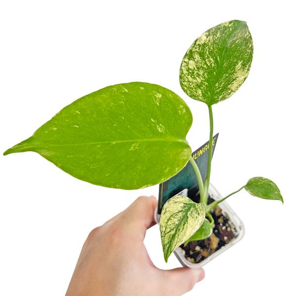 モンステラ デリシオーサ ミント 2.5号 アーバンジャングル Monstera