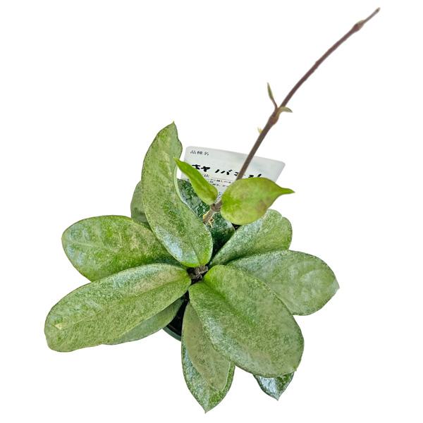 HOYA ノバゴースト3号　250902 Hoya Carnosa 'Nova Ghost' 3