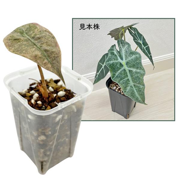 アロカシア アマゾニカ ミント斑入り 2.5号 幼苗 ネガミエル Alocasia