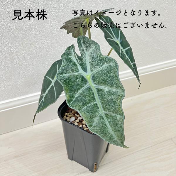 アロカシア アマゾニカ ミント斑入り 2.5号 幼苗 ネガミエル Alocasia