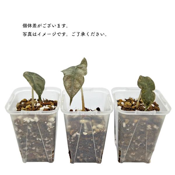 アロカシア アマゾニカ ミント斑入り 2.5号 幼苗 ネガミエル Alocasia