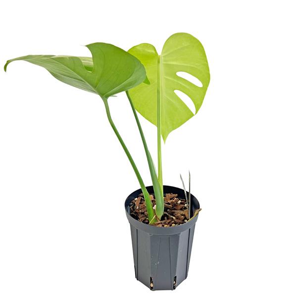 UJ モンステラ ゴールドリーフ 4号 アーバンジャングル Monstera