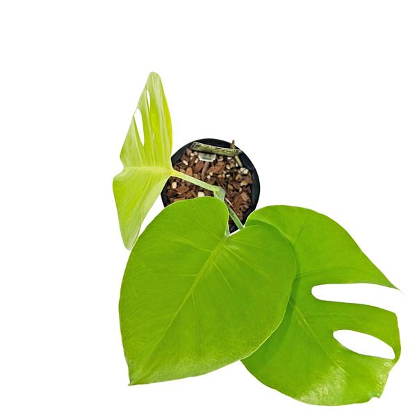 UJ モンステラ ゴールドリーフ 4号 アーバンジャングル Monstera