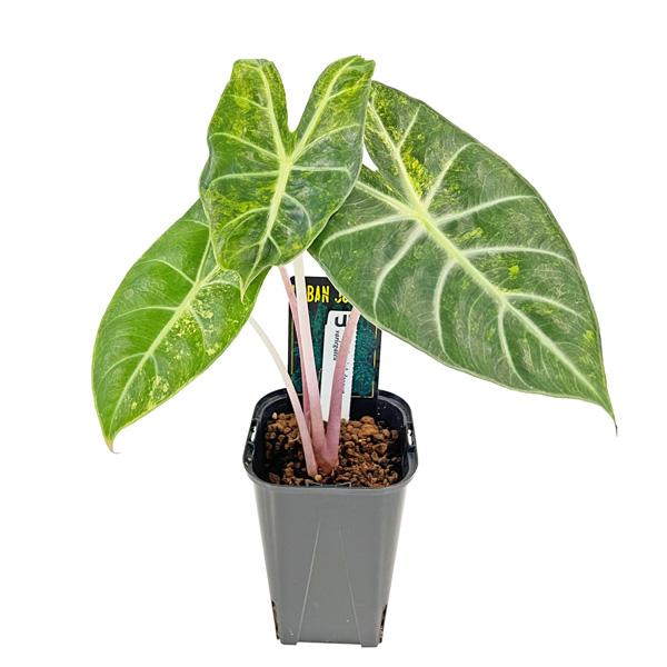 現品 アロカシア ピンクドラゴン 斑入り (PD001) 3.5号 アーバン