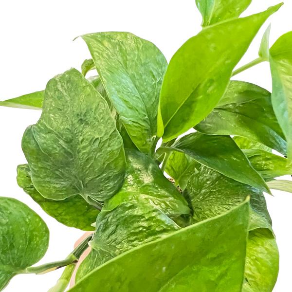 ポトス テルノシリーズ 3号 伊藤園芸 羅紗葉 pothos テルノワールド