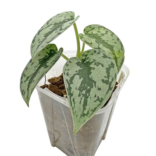 スキンダプサス シルバーレディー 3号 ネガミエル scindapsus silver