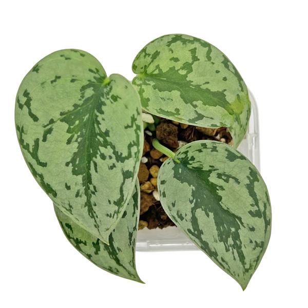 スキンダプサス シルバーレディー 3号 ネガミエル scindapsus silver