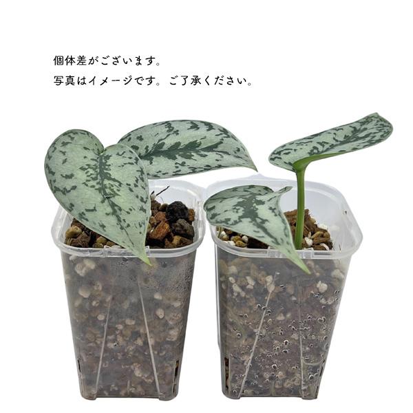 【SPRING SALE】スキンダプサス・シルバーレディ　発根済み♡ スキンダプサス シルバーレディー 3号 ネガミエル scindapsus silver