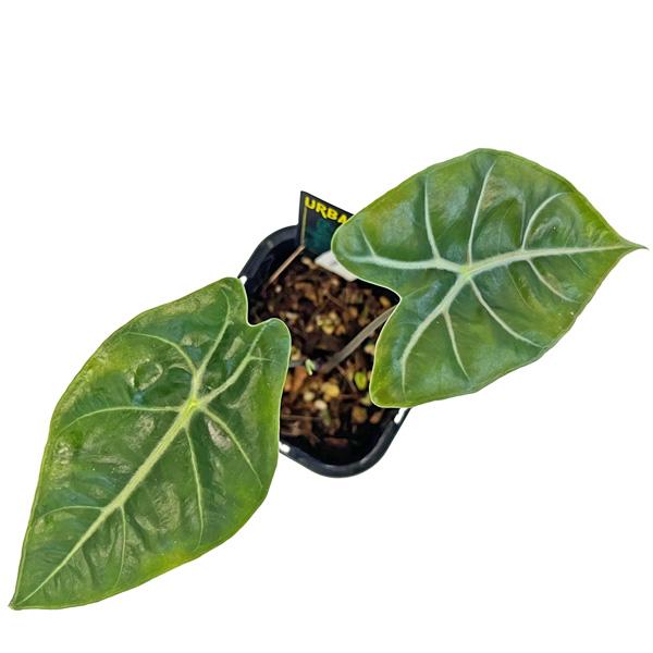 アロカシア ロンギロバ スーヒルマニアナ パープルベイン 3.5号