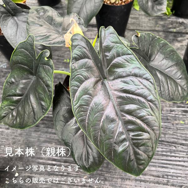 アロカシア グリーンユニコーン 3.5号 Alocasia greenunicorn