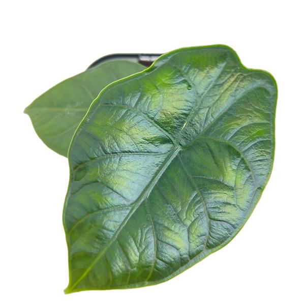アロカシア グリーンユニコーン 3.5号 Alocasia greenunicorn