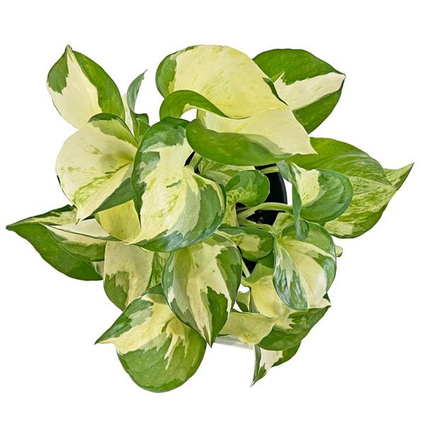 ポトス ステータス 4号 黒鉢 白鉢 白斑 クリーム斑 ポトスの王様