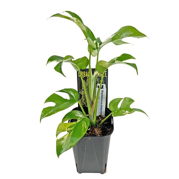 現品 ヒメモンステラ 斑入り (HM009) 3号 ラフィドフィラ テトラ