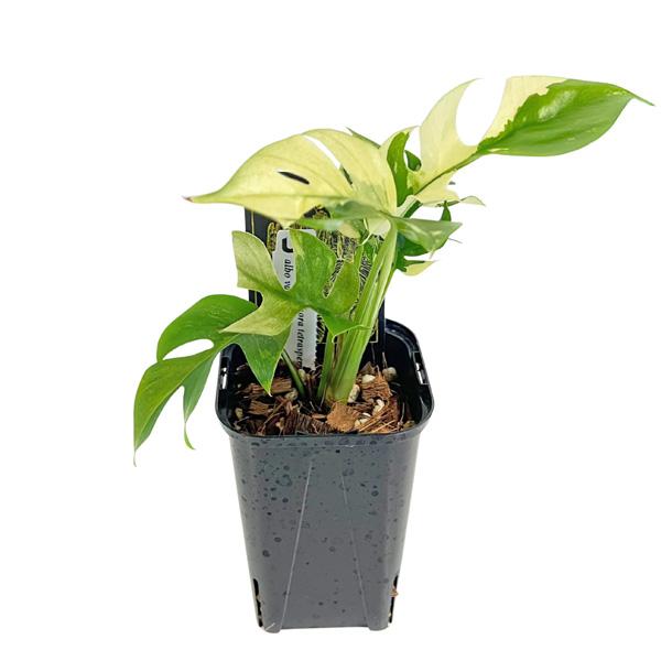 ①観葉植物　班入りヒメモンステラ　パラゴン　美班　 ラフィドフォラ テトラスペルマ パラゴン 斑入りヒメモンステラ