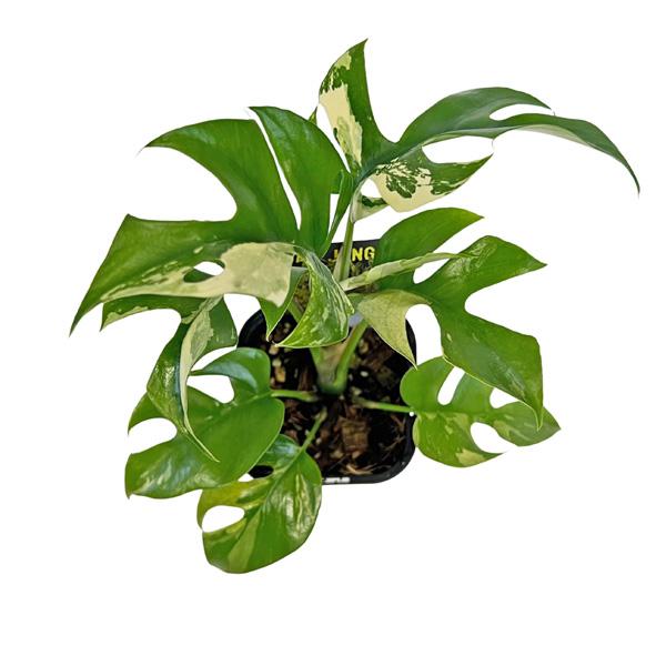 現品 ヒメモンステラ 斑入り (HM009) 3号 ラフィドフィラ テトラ