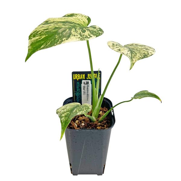 モンステラ デリシオーサ ミント 3.5号 アーバンジャングル