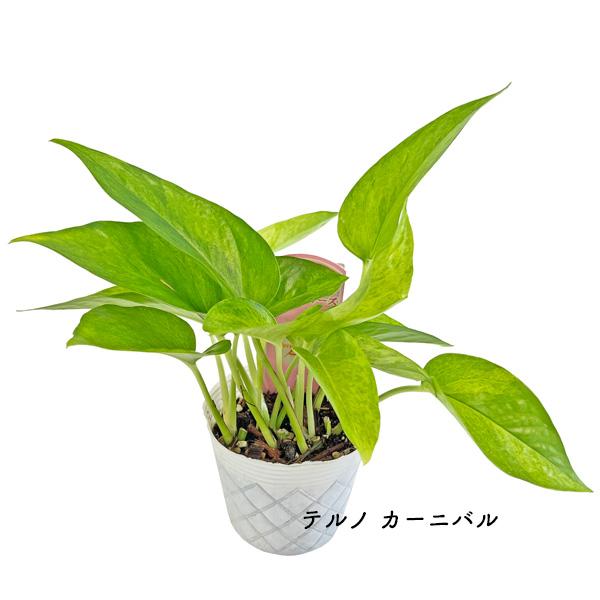 ポトス テルノシリーズ 3号 伊藤園芸 羅紗葉 pothos テルノワールド