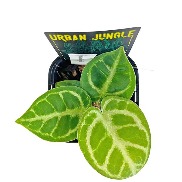 アンスリウム ドラヤキ 3号 アーバンジャングル Urban Jungle