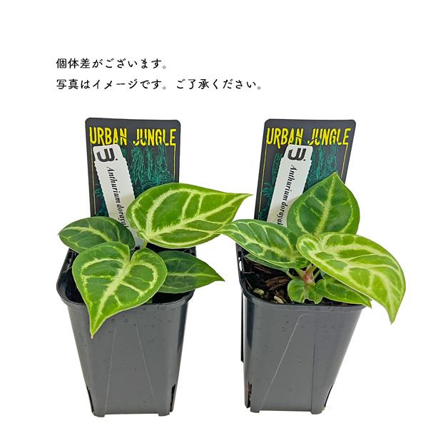 アンスリウム ドラヤキ 3号 アーバンジャングル Urban Jungle