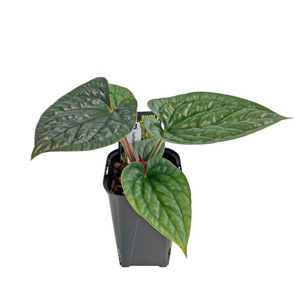 現品 アンスリウム ルクスリアンス 3.5号 アーバンジャングル Urban