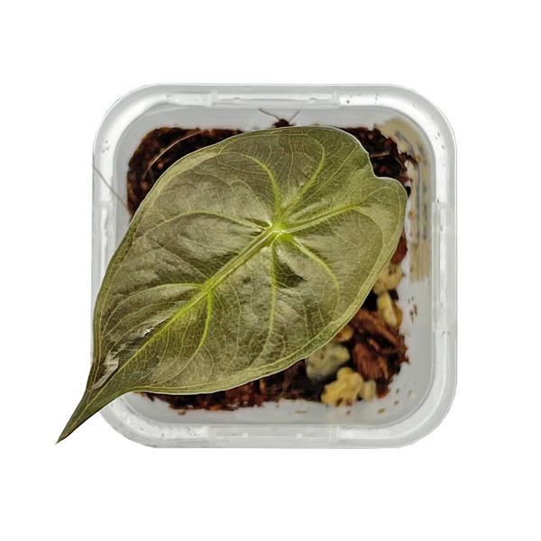 アロカシア ナイロビナイツ 2.5号 幼苗 ネガミエル Alocasia Nairobi