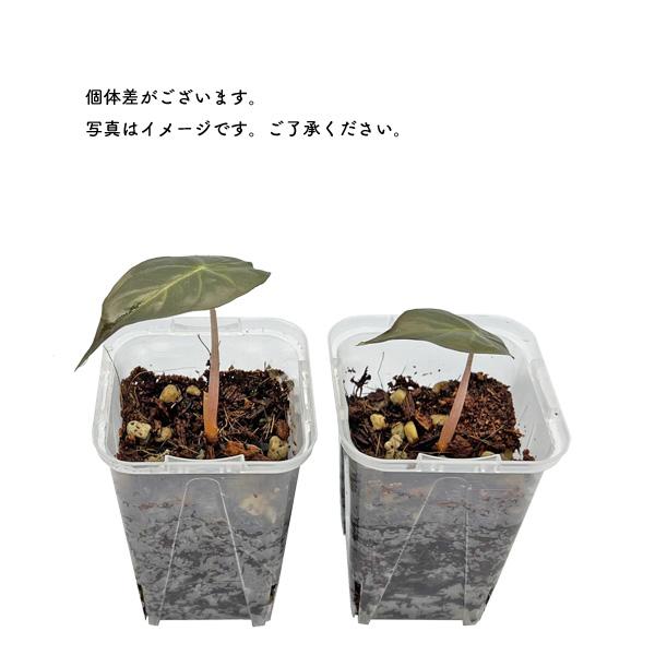 アロカシア ナイロビナイツ 2.5号 幼苗 ネガミエル Alocasia Nairobi