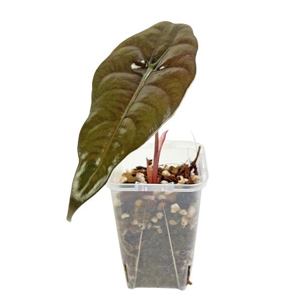 アロカシア シャントリエリ 2.5号 幼苗 ネガミエル Alocasia