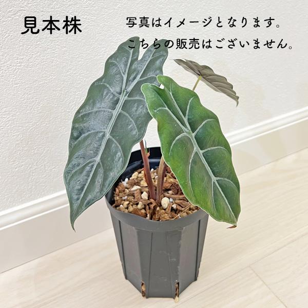 アロカシア シャントリエリ 2.5号 幼苗 ネガミエル Alocasia