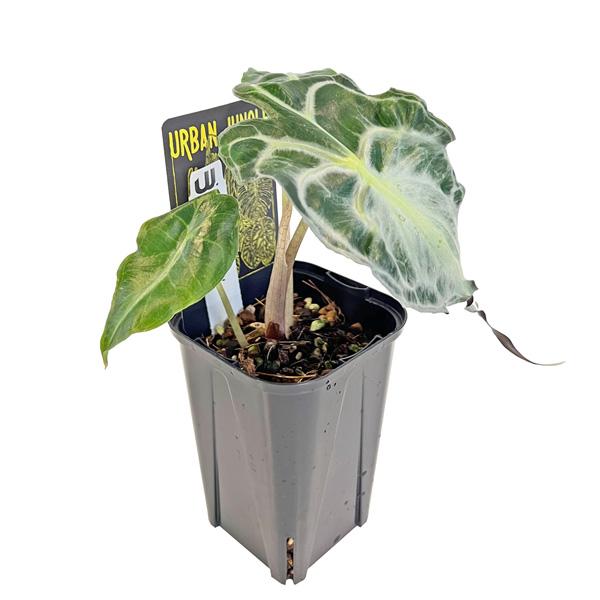 アロカシア ヴェノム 3号 アーバンジャングル Urban Jungle Alocasia
